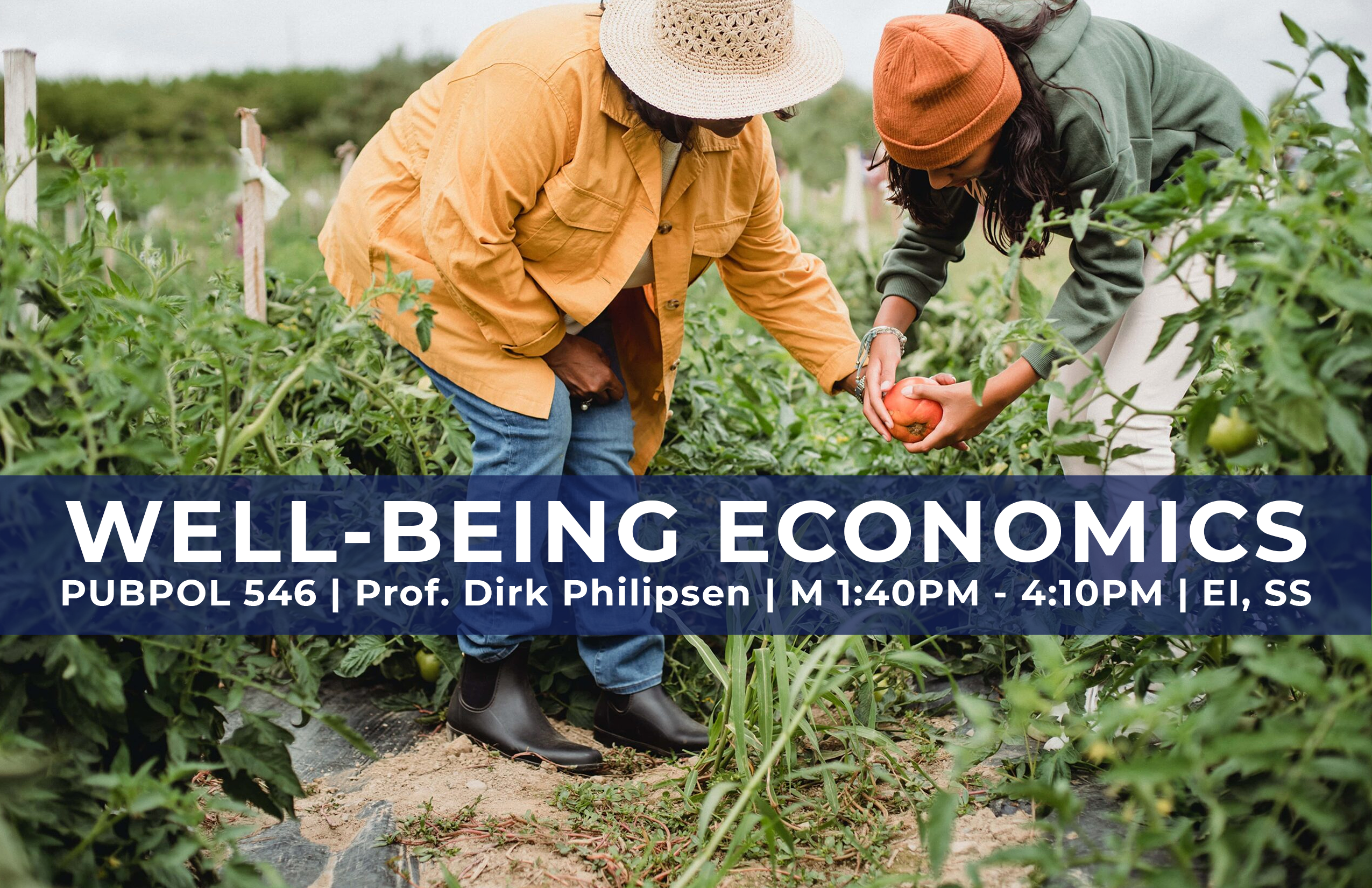 Two people are harvesting tomatoes together